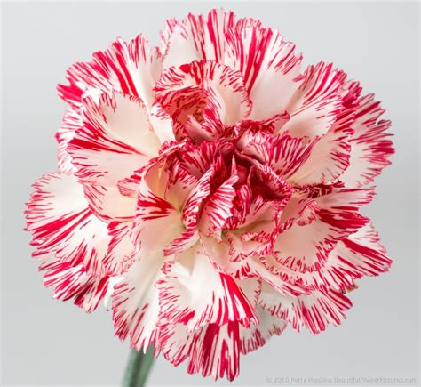 Peppermint Carnations Beautiful Flower Pictures Blog