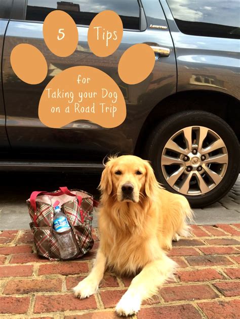 The story about a cute little puppy who overcomes his disability. 5 Packing Tips For Traveling With Your Dog - Close To Home