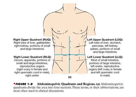 Organs Located In Each Abdominal Quadrant Great Info For Nursing