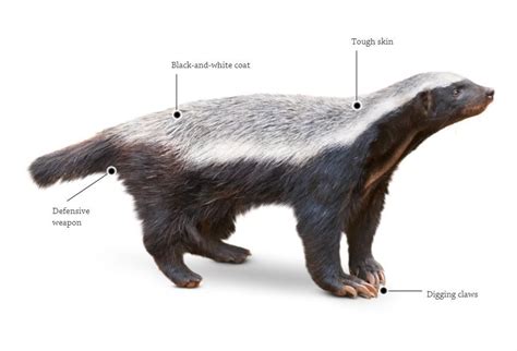 Honey Badger Wolverine Animal Claws Sunny Animal Wallpapers