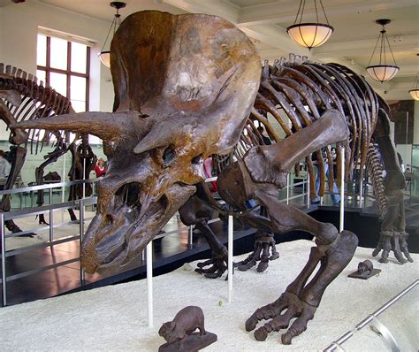 File Triceratops Amnh 01  Wikipedia