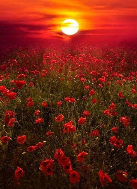 Love Roses And Sun Set Beautiful Sunset Beautiful World Beautiful