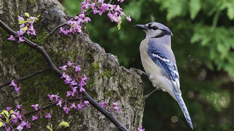 Beautiful blue birds| beautiful blue jay the blue jay is a passerine bird in the family corvidae, native to north america. Blue Jay HD Wallpaper | Background Image | 1920x1080 | ID ...