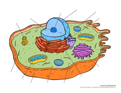 Printable Animal Cell Diagram Labeled Unlabeled And Blank