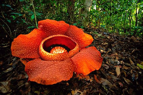 The world's largest flower is rafflesia arnoldii, a parasitic plant native to the rainforests of sumatra and borneo in indonesia. Frans Lanting Studio | Jungles