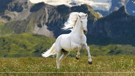 White Horses Wallpapers Wallpaper Cave