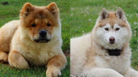 Chusky Chow Chow And Siberian Husky Mix Info Pictures Care And More