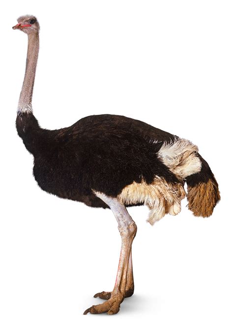 Ostrich Facts For Kids Ostriches Running Dk Find Out