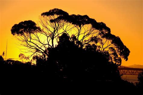 Free Picture Gum Tree Sunset