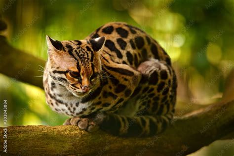 Wildlife In Costa Rica Nice Cat Margay Sitting On The Branch In The