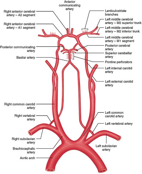 Arteries In Neck Diagram Internal Carotid Artery Anatomy My Xxx Hot Girl