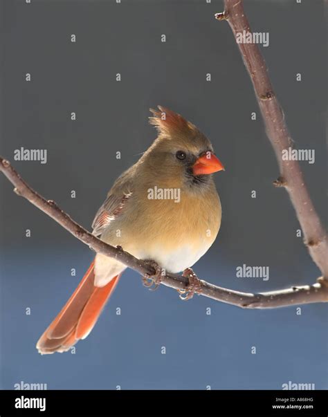 Female Northern Cardinal Cardinalis Cardinalis Perched On A Branch In