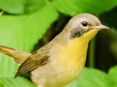 Georgia Birds Pictures And Bird Identification Tips