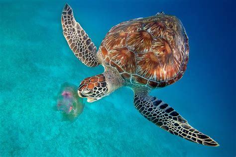 Green Turtle Eating Jellyfish Dimakya Island Philippines Eating