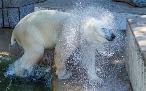 30 Funny Pictures Of Animals Taking A Bath