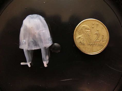 Why We Dont Know If Irukandji Jellyfish Are Moving South Griffith