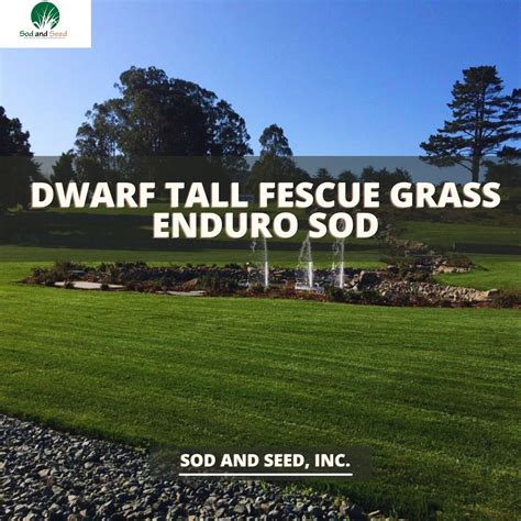 Enduro Dwarf Tall Fescue Grass Sod And Seed Inc