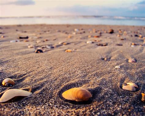 Seashells On The Beach Photograph By Cheryl Laprade Fine Art America