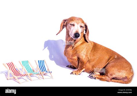 An Old Miniature Dachshund With Holiday Deck Chairs In The Scene On