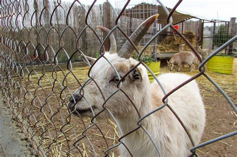 Free Images White Farm Countryside Cute Looking Goat Zoo Young