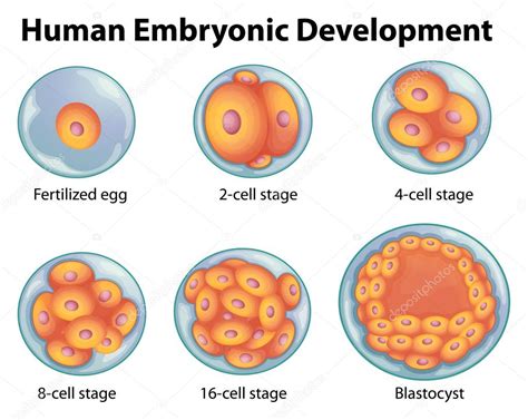 Etapas En El Desarrollo Embrionario Humano