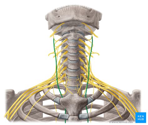 Vagus Nerve Anatomy Neck