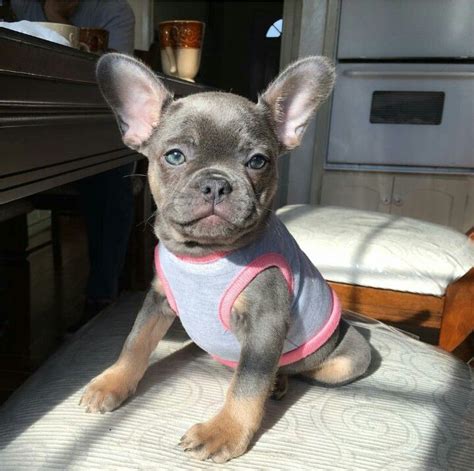 Frenchie Girl Bulldog Puppies Cute Puppies Cute Dogs Cute French