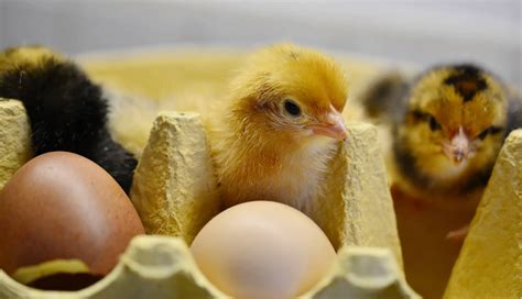 Hatching Eggs The 5 Most Important Hints And Tips To Follow