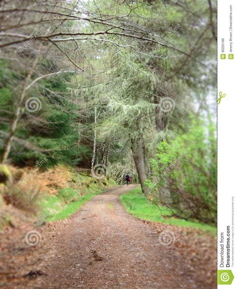 Road Through Woodland Stock Photo Image Of Highlands 90205186 With