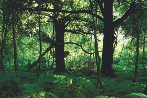 Types of Forest Ecosystems | Sciencing