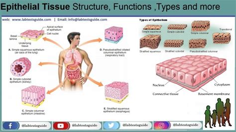 Epithelial Tissue Structure Functions Types And More Lab Tests Guide