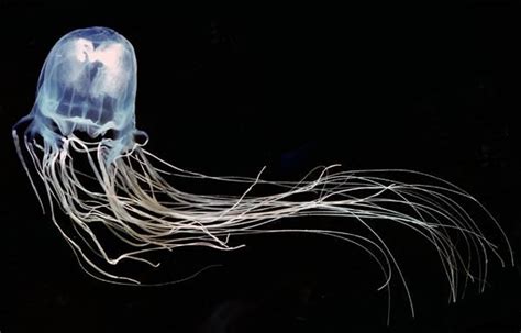 The Australian Box Jellyfish It Has One Of The Most Deadly Stingers In