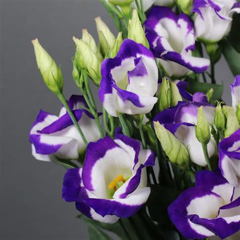 assortment lisianthus the special flower sakata ornamentals special flowers lisianthus