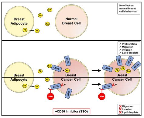 Cancers Free Full Text Breast Associated Adipocytes Secretome