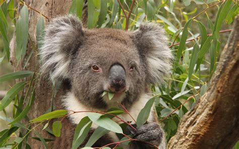 What Food Do Koalas Eat Pettime