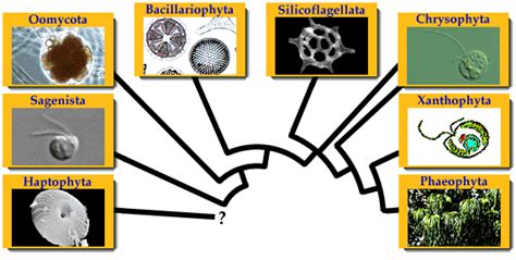 Systematics Of The Chromista