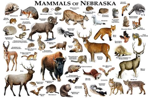 Mammals Of Nebraska Poster Print Nebraska Mammals Field Etsy