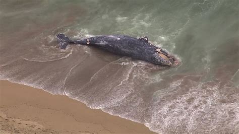 Dead Whale Washes Ashore Near Kelly Beach In Half Moon Bay Abc7 San