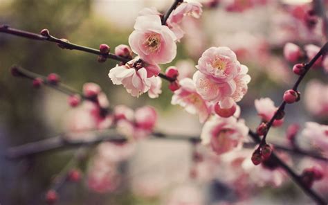 Spring Cherry Blossoms Desktop Wallpapers Top Free Spring Cherry