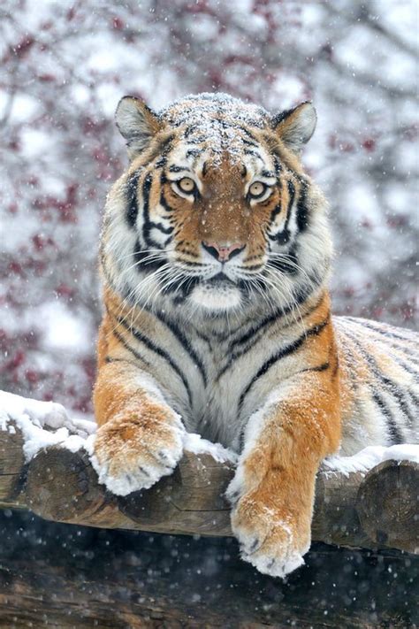 Majestic Snow Tiger Photograph By Josef Gelernter On 500px Large Cats