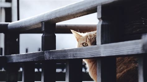 Cat Is Standing Near Wood Fence Hd Cat Wallpapers Hd Wallpapers Id