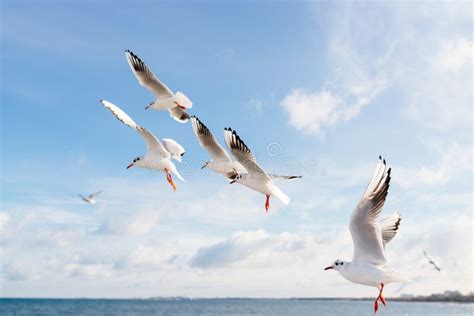 Seagulls Flying Over Baltic Sea Stock Photo Image Of Flight High