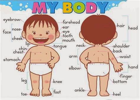 Your body shape is based on the size of your physical features and their relation to each other on your body, while your body type determines your body's ability to gain fat and muscle. A colourful world: Do you know your body parts? If you're a boy or a girl.