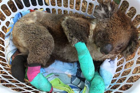 Rescue Dogs Helping Save Koalas From Australian Bushfires