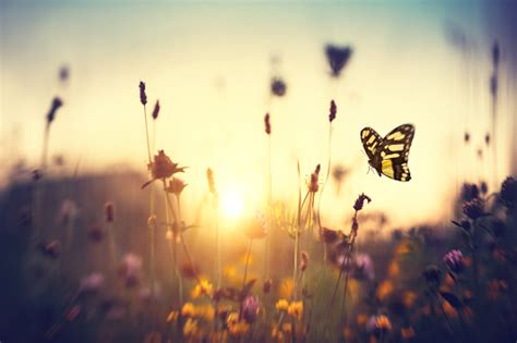 Butterfly At Sunset Stock Photo Download Image Now Istock