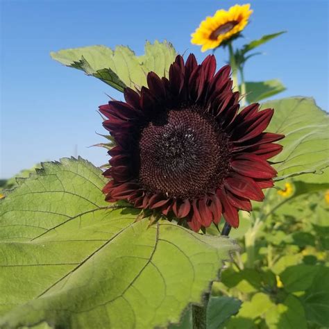 Summer Of Sunflowers — Burnside Farms