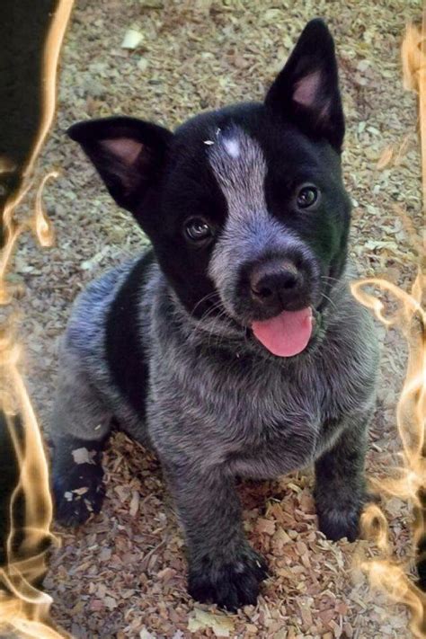 Blue Heeler Puppy Cute Puppies Dogs And Puppies Pet Dogs Dog Cat