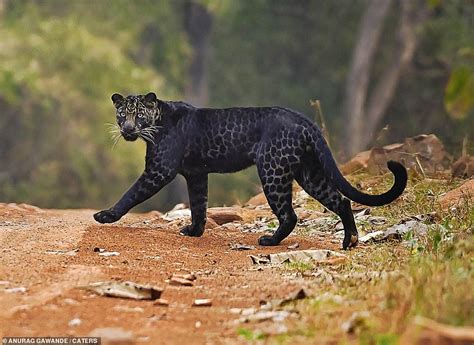 Rare Black Leopard Is Spotted Crossing The Road While Hunting Deer In Indian National Park