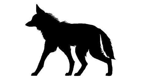Maned Wolf Walk Cycle Animation 2012 By Cherrysapphire On Deviantart