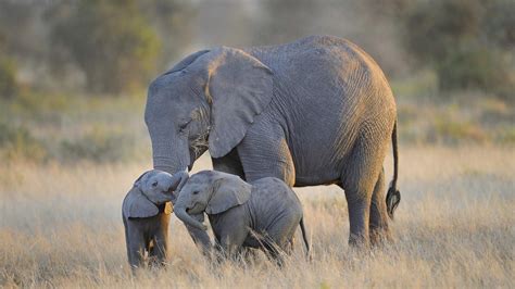 Mother Elephant With Her Calf 1920x1080 Resolution Wallpaper